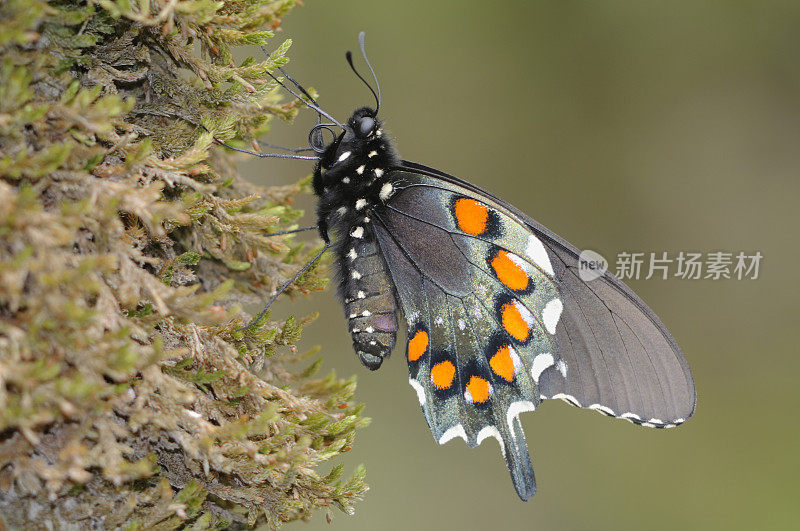 凤蝶(Battus philenor)雌性蝴蝶